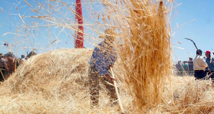Ola de calor: Gobierno llama a detener faenas agrícolas y forestales hasta el lunes en el centro sur