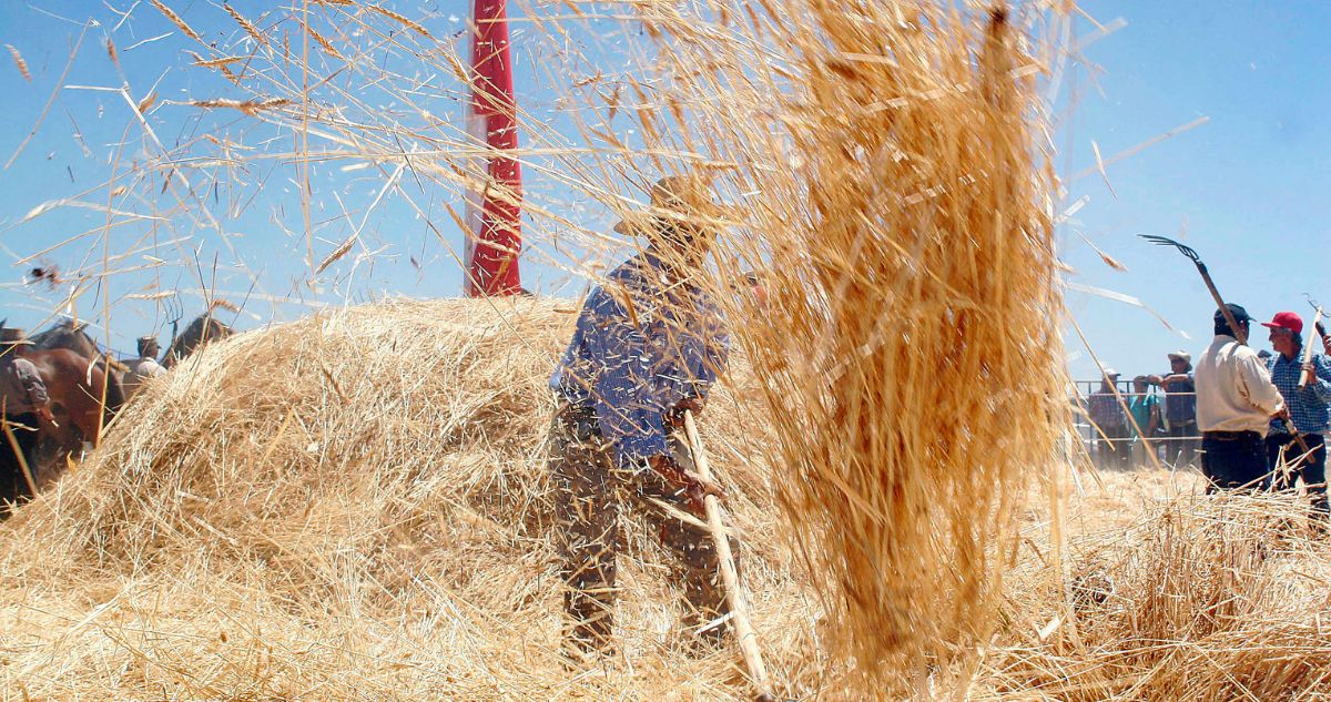 Ola de calor: Gobierno llama a detener faenas agrícolas y forestales hasta el lunes en el centro sur