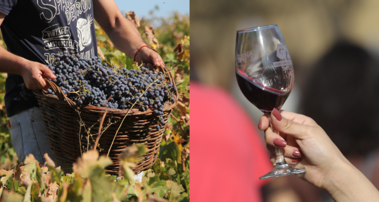 Preparen sus copas de vino: estos son los imperdibles panoramas en la Fiesta de la Vendimia 2024