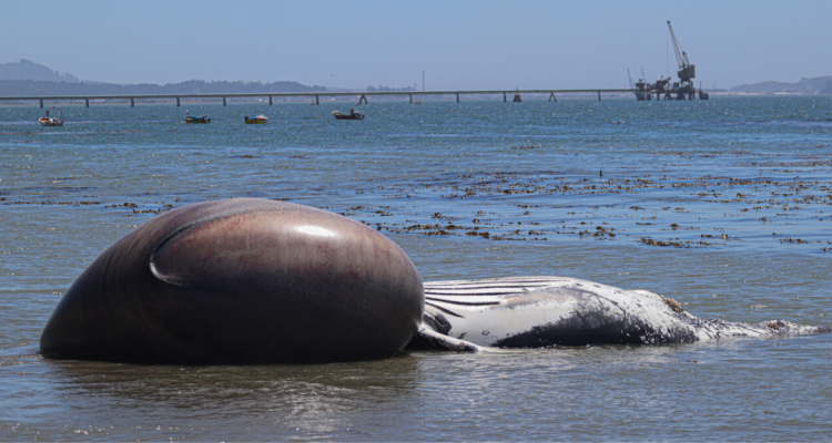 Cadáver de ballena jorobada varó en playa del sector Cerro Verde Bajo en Penco