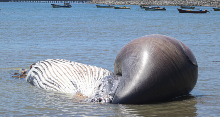 Cadáver de ballena jorobada varó en playa del sector Cerro Verde Bajo en Penco