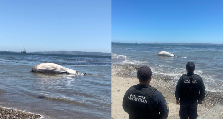 Hallan ballena varada en playa de sector Cerro Verde Bajo en Penco