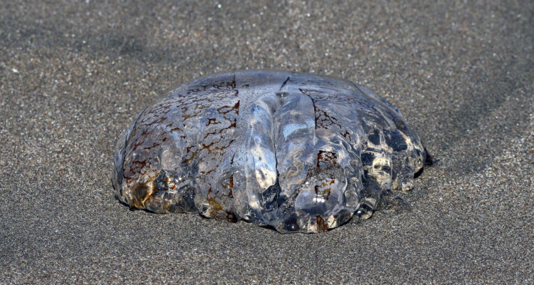 Ordenan cierre de playa de Tongoy por Fragata Portuguesa