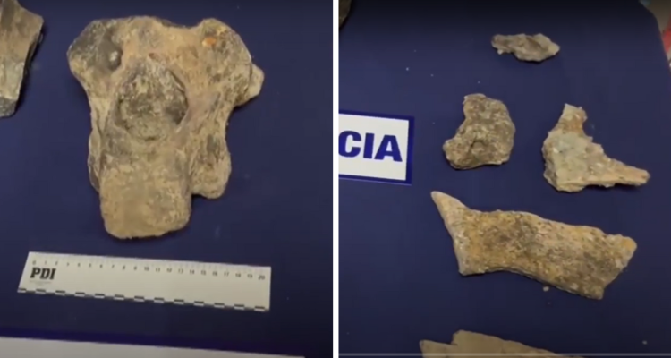 fragmentos fósiles dinosaurios