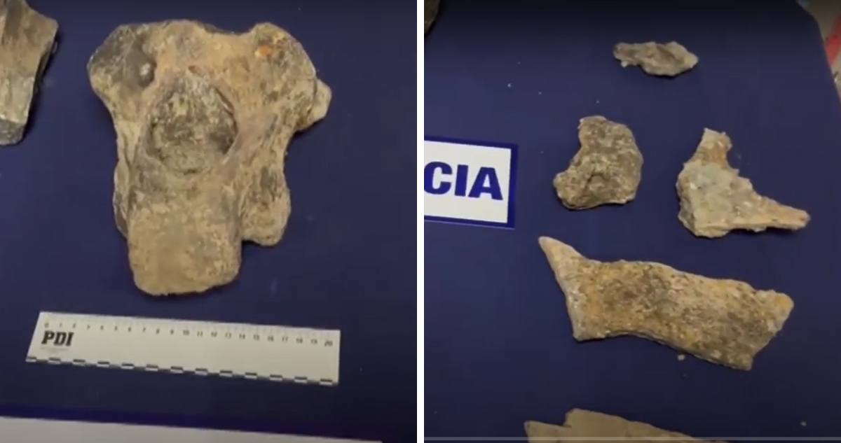 fragmentos fósiles dinosaurios