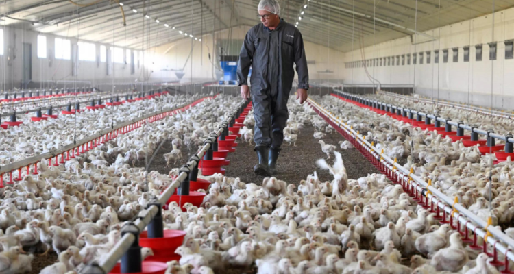 Un trabajador junto a pequeños pollos en una granja en Forges-de-Lanouee, oeste de Francia |