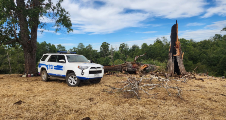 Terreno donde un hombre murió aplastado por un árbol en Purranque