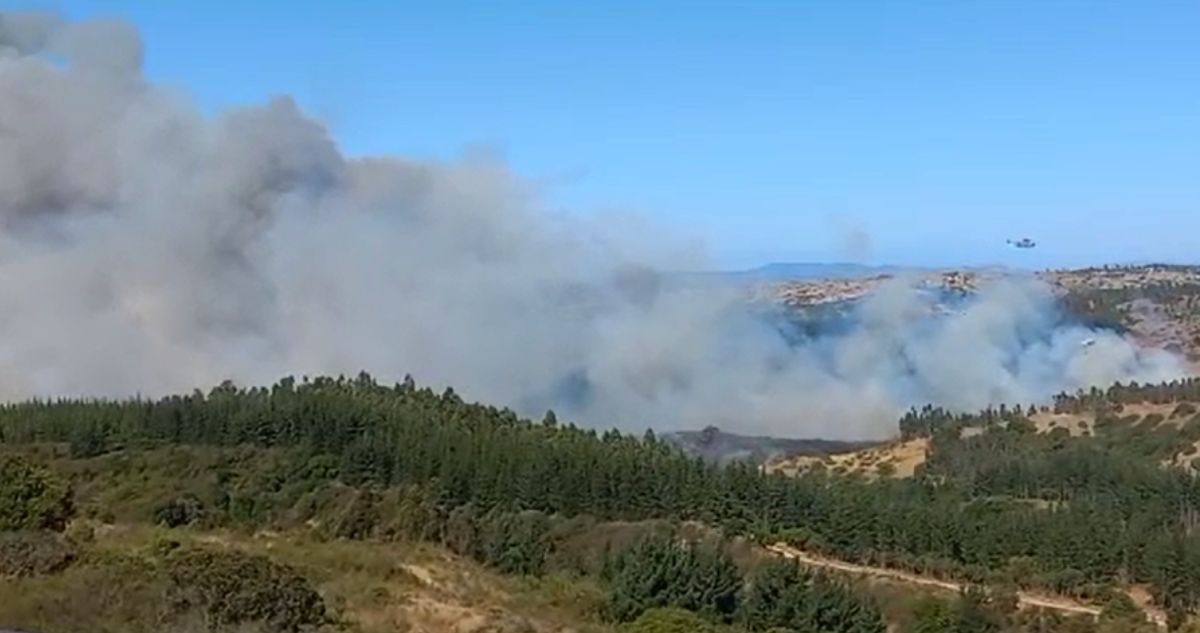 Declaran Alerta Rojas en comuna de Navidad por incendio forestal y ordenan evacuar cuatro sectores