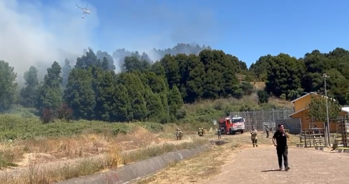 Incendio forestal afecta a Cerro Macera de Talcahuano