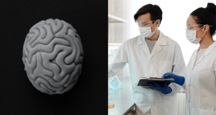 Investigadores neerlandeses crean modelo de cerebro humano en miniatura con tejido cerebral de fetos