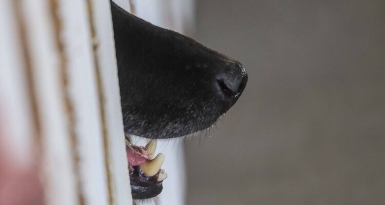 Turista brasileña queda gravemente herida tras ataque de jauría de perros en San Pedro de Atacama