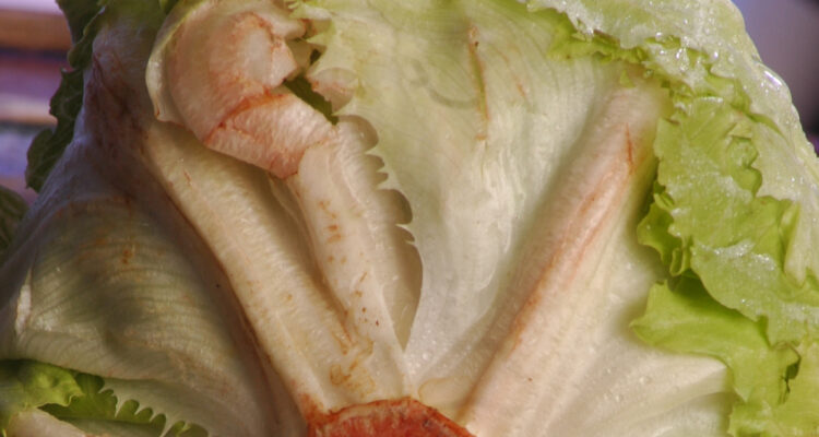 Cuando las lechugas se oxidan les salen manchas rosadas.