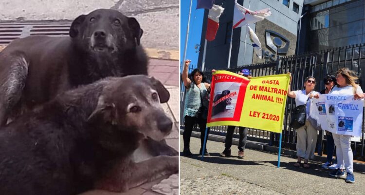 Valdivia: animalistas increpan a exdueño de café investigado por la muerte de dos perros comunitarios