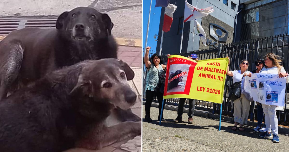 Valdivia: animalistas increpan a exdueño de café investigado por la muerte de dos perros comunitarios