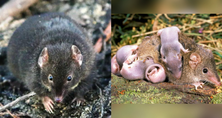 Marsupial australiano sacrifica horas de sueño para reproducirse: se aparea hasta morir