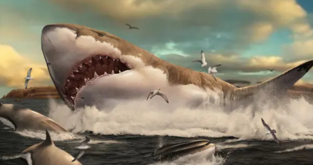 El megalodón no era tan grande como en las películas.