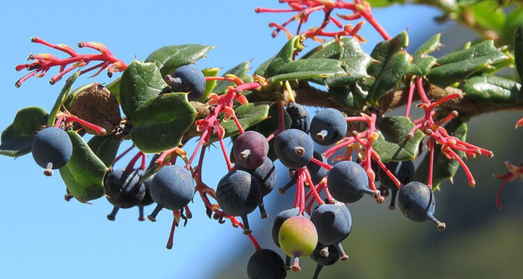 El Michay es un berry chileno con múltiples propiedades