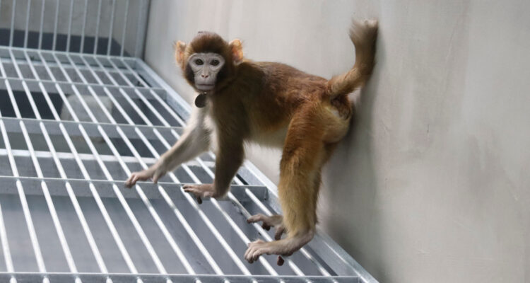 Logran por primera vez que un mono rhesus clonado viva hasta la adultez: tiene 2 años y está sano