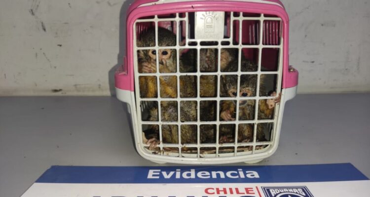 Aduanas de Tarapacá rescata a 5 monos bebés en Quillagua