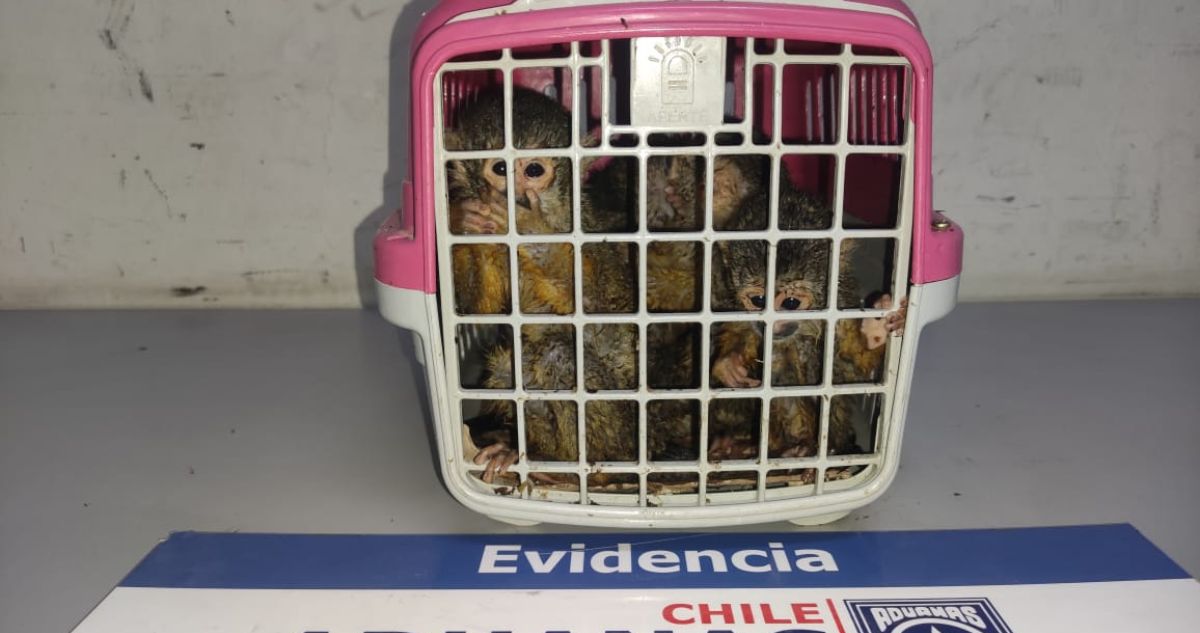 Aduanas de Tarapacá rescata a 5 monos bebés en Quillagua