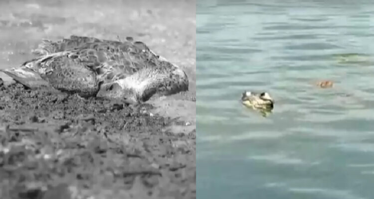 Denuncian muerte masiva de aves en laguna de Aculeo en Paine: se desconoce las causas