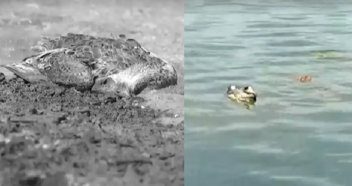 Denuncian muerte masiva de aves en laguna de Aculeo en Paine: se desconoce las causas