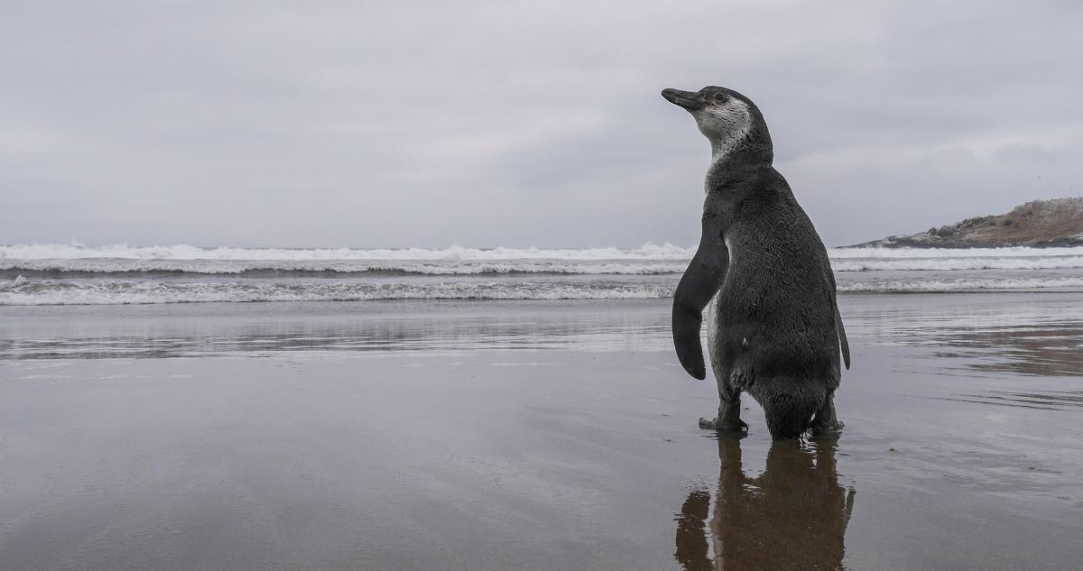 Chile se convierte en el primer país del mundo en ratificar el Tratado Global de los Océanos