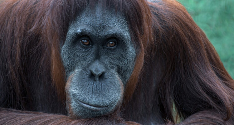 Estudio resolvió el misterio sobre por qué se extinguió el simio más grande del mundo: medía 3 metros