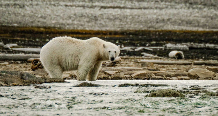 Reportan primer caso en el mudo de un oso polar muerto por influenza aviar: es una especie vulnerable