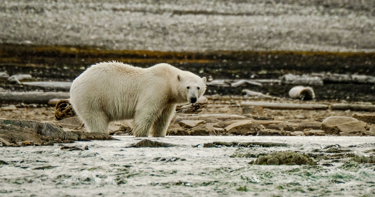 Reportan primer caso en el mudo de un oso polar muerto por influenza aviar: es una especie vulnerable