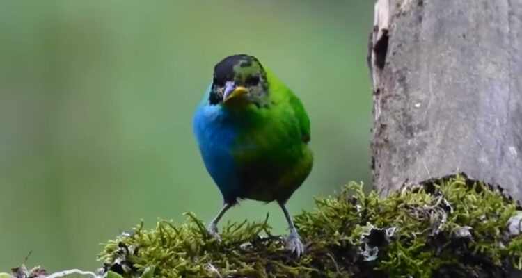 Avistan extraño pájaron tropical de dos colores que es mitad macho, mitad hembra