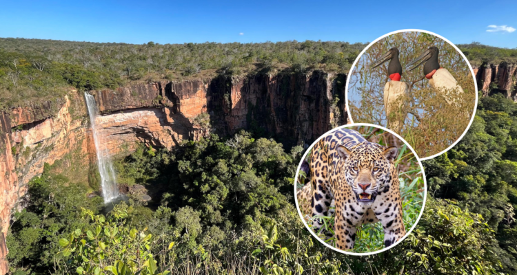 Véu de Noiva en Mato Grosso