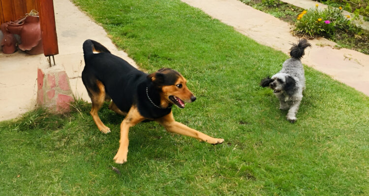 Lo dice la ciencia: ¿Por qué los perros pequeños viven más que los perros grandes?