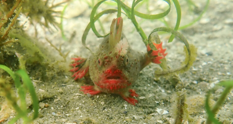 Científicos australianos tratan de salvar a un pez con manos: sólo quedarían unos 100 ejemplares