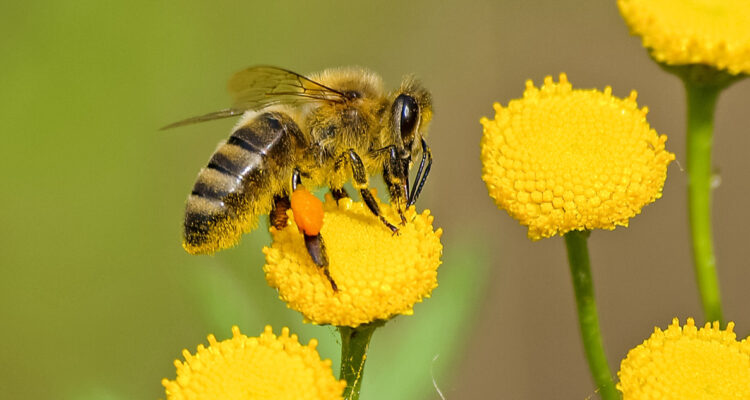 Qué hacer ante picaduras de abejas o avispas y cómo identificar si existe una reacción alérgica grave