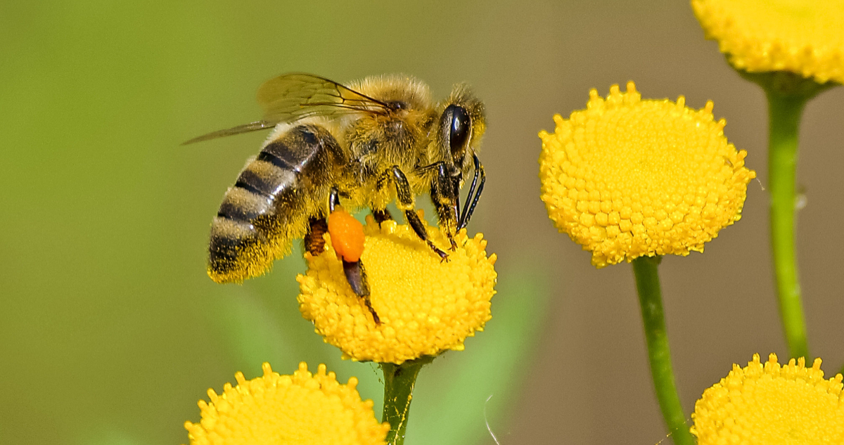 Qué hacer ante picaduras de abejas o avispas y cómo identificar si existe una reacción alérgica grave
