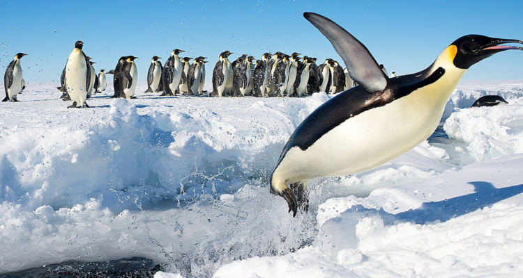 Una colonia de pingüino emperador.