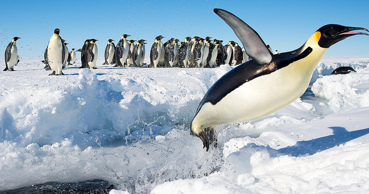 Una colonia de pingüino emperador.