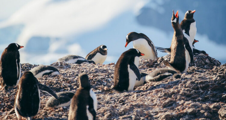 Reportan primeras muertes por gripe aviar en pingüinos antárticos: virus puso en peligro sus colonias