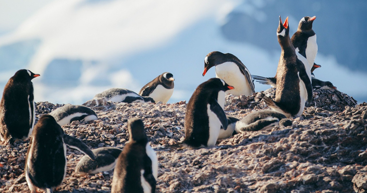 Reportan primeras muertes por gripe aviar en pingüinos antárticos: virus puso en peligro sus colonias