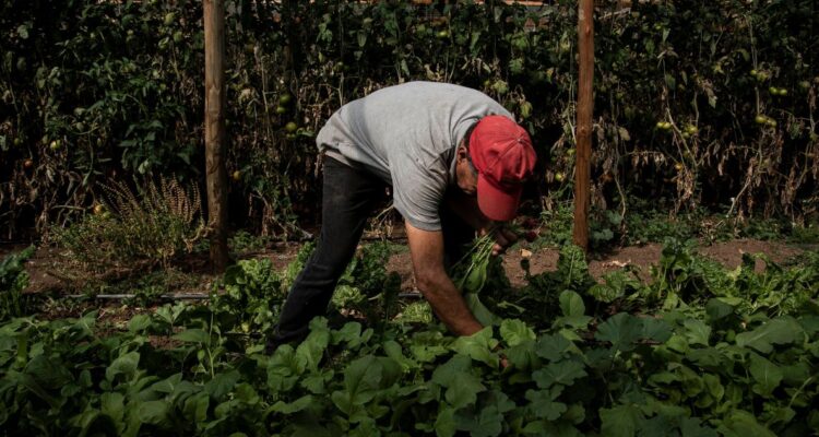 Hasta O’Higgins y Maule: RN pide extender Plan Cosecha Segura tras asesinato de agricultores en Malloa