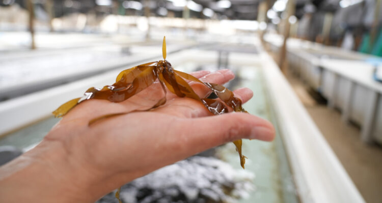 Primer proyecto de Carbono Azul en Chile: usan algas para rehabilitar ecosistema marino y reducir CO2