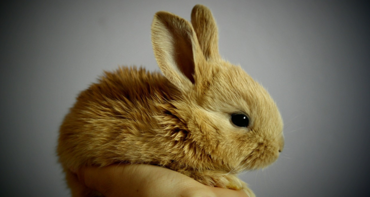 Prohíbe testeo animales