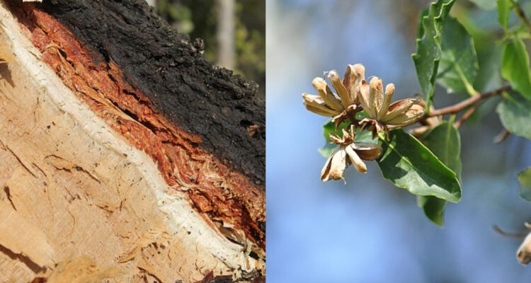 ¿Por qué el Quillay, árbol único de Chile, es tan crítico para la industria mundial de las vacunas?