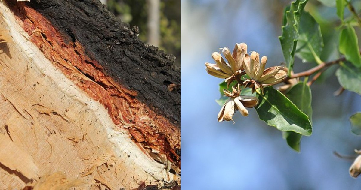 ¿Por qué el Quillay, árbol único de Chile, es tan crítico para la industria mundial de las vacunas?