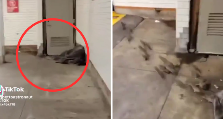 Impactante video muestra a más de una docena de ratas salir desde la manta de indigente en Nueva York