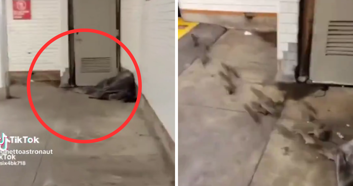 Impactante video muestra a más de una docena de ratas salir desde la manta de indigente en Nueva York