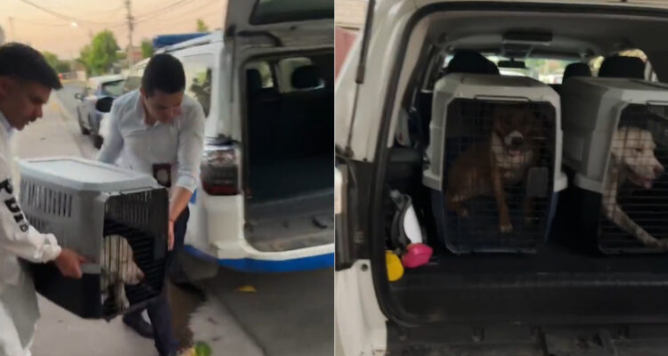 Se comían entre ellos: el brutal caso de maltrato a perros que terminó con un detenido en Quilicura