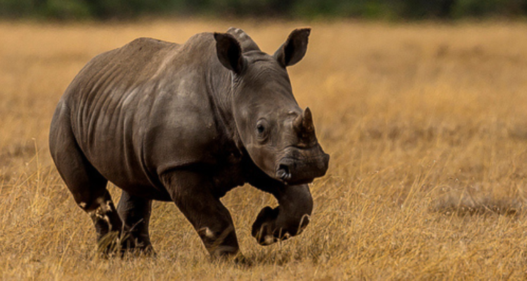 Logran el 1r embarazo por fertilización in vitro en rinoceronte blanco: podría solucionar su extinción