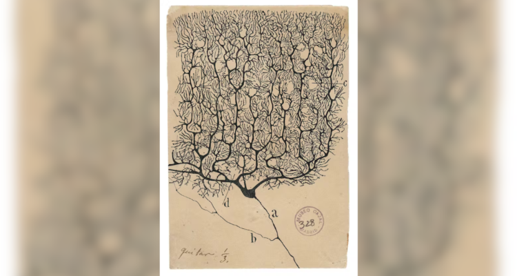 Neurona de Purkinje dibujada por Ramón y Cajal. 